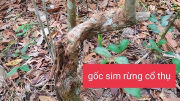 sim rừng||gốc sim cổ thụ
