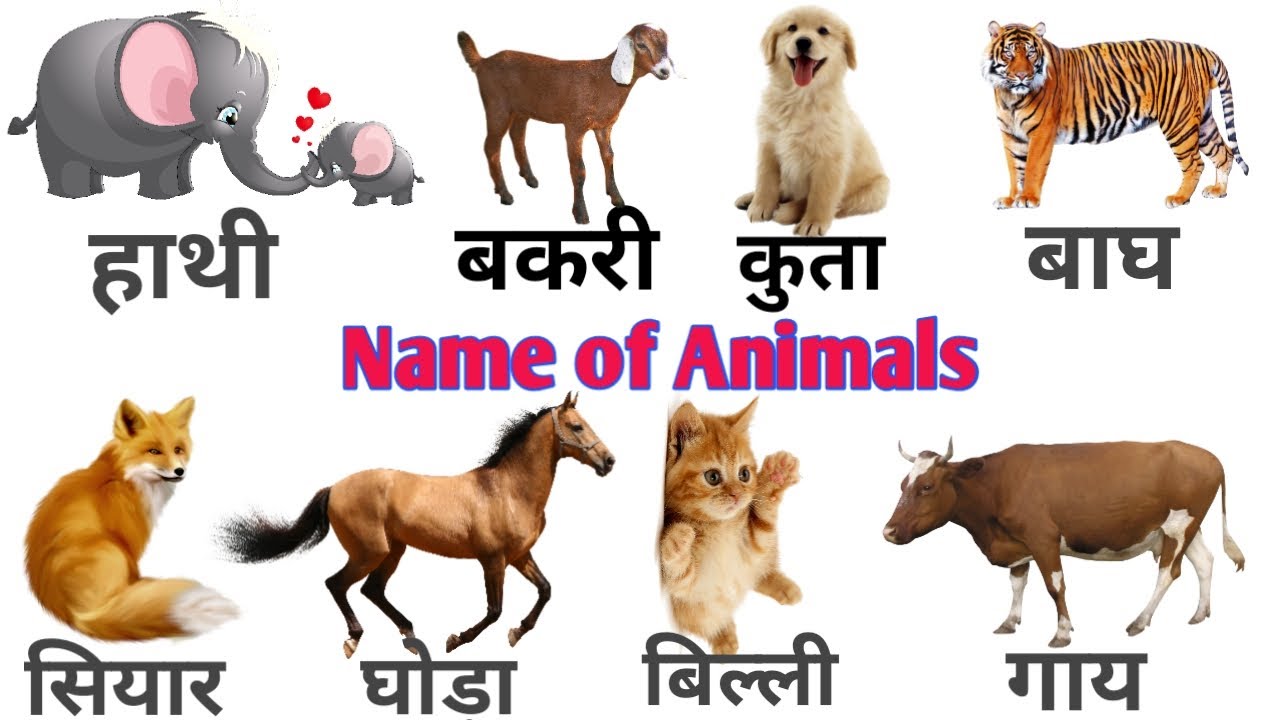 Animals Name | Animals word meaning | जानवरों के नाम | Genral Dictionary -  YouTube