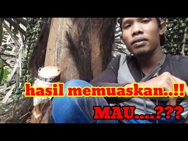 Tahap tahap derasnya nira pada manggar aren/ ringkasan /berbagi ilmu dan pengalaman class=