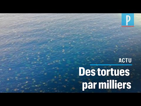 Vidéo: Les Tortues Se Sont Jetées Sur La Plage En Australie Et Pêchent Sur La Côte Des îles Commander. - Vue Alternative