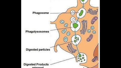L47; Differentiation of monocytes into macrophages and mechanism of action of macrophages