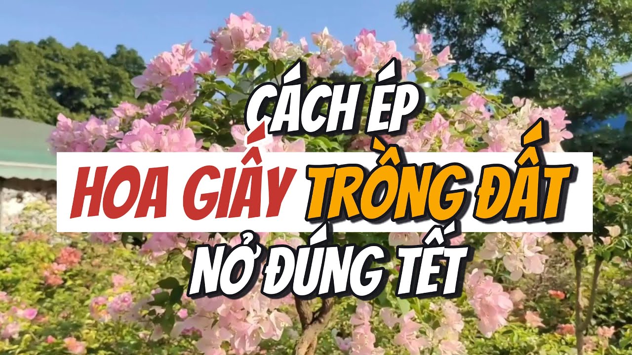 Tại sao HOA GIẤY TRỒNG ĐẤT ÍT RA HOA Và Cách Xử Lý