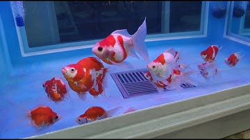 Nott Tamasaba - มาเที่ยวชมปลาทองทามาซาบะสวยๆ ที่บ้านคุณน๊อต + พร้อมชมผลิตภัณฑ์ + คุยกันมันส์ๆ Set 1