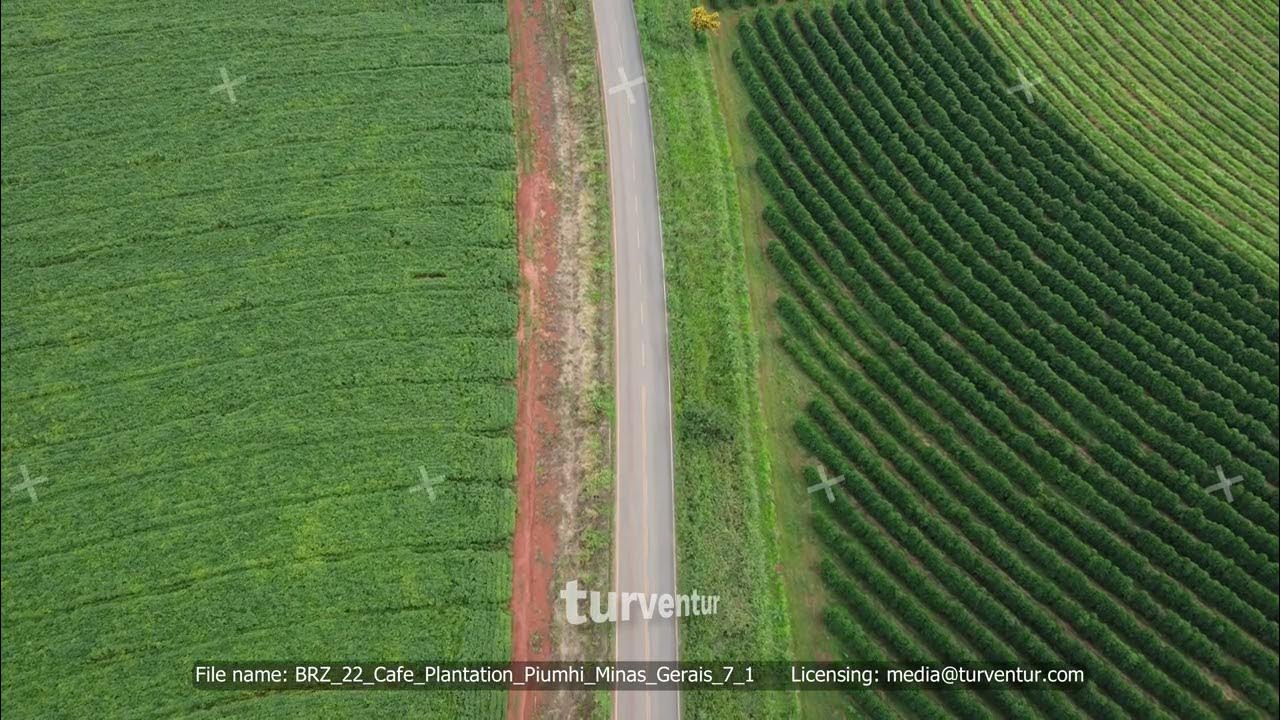 Stunning Aerial View of Fruit Orchards & Coffee Plantations