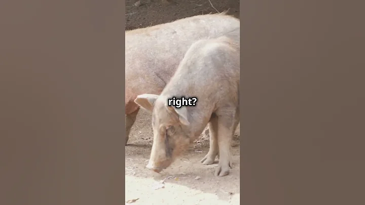 What Does Casting Pearls Before Swine Mean?