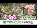 【2021年我が家の庭で咲いた花】バラ／宿根草／一年草