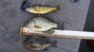 Différence entre Crappie et Bluegill