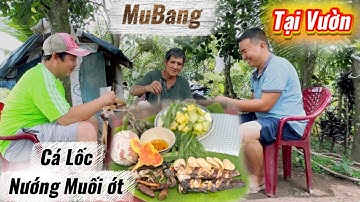 Đặc Lờ Cá về Làm món Cá Lốc Nướng muối ớt mubang Tại Vườn chú bảy