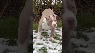 18 Weeks Young American Bully Puppy Jon Snow