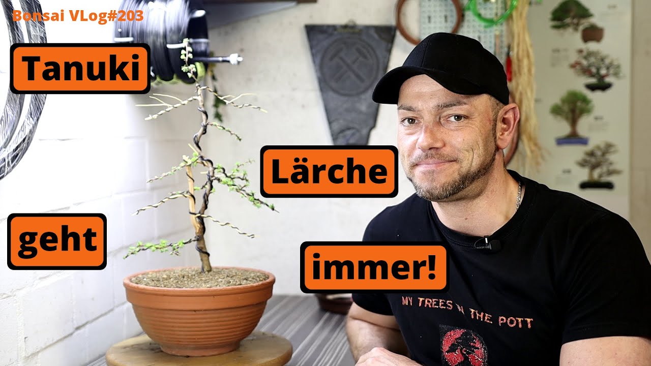 Meine europäische Tanuki Lärche auf anderem Weg | #BonsaiVLog203