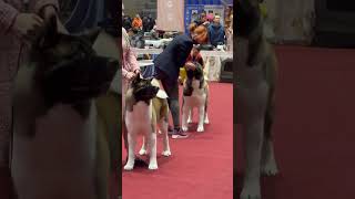 American Akita dog show 2022. Kharkiv Ukraine. Male open class