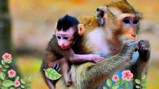 A good mother monkey always bring her little monkey with herself find for food.