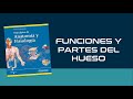 SISTEMA ÓSEO 1: FUNCIONES DEL HUESO || Tortora - Derrickson