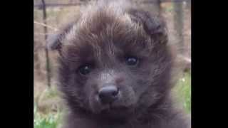 Rik Bakker .Cutie - Star . Little Black Wolf.native American Music