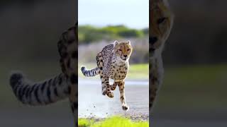I Raced A Cheetah