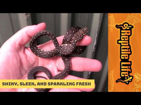 Diamond Python After A Fresh Shed | Reptile Life Adelaide