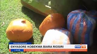 7Million Worth Of Marijuana Impounded By Police In Rosiri, South Mugirango