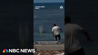 Man throws rock at endangered monk seal in Maui