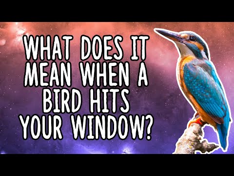 Video: Folk Omens: A Bird Flew Through The Window