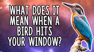 What Does It Mean When a Bird Hits Your Window | Bird Flying Into Window