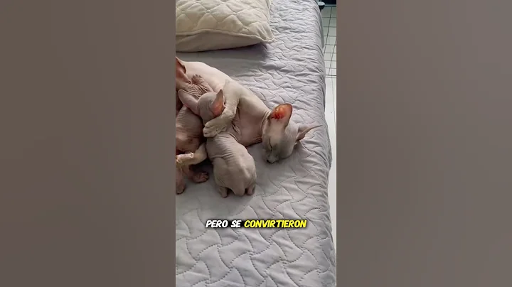 Watch the video about ¿Por qué los gatos Sphynx no tienen pelo? Te sorprenderá 😱🐱
