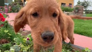 Golden Irish Puppies