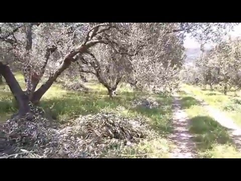 Вопрос: Как подрезать оливковое дерево?