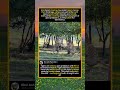 Two Tigers Fight for Dominance in Epic Battle#TigerFight #Wildlife #BigCats #PredatorVsPredator