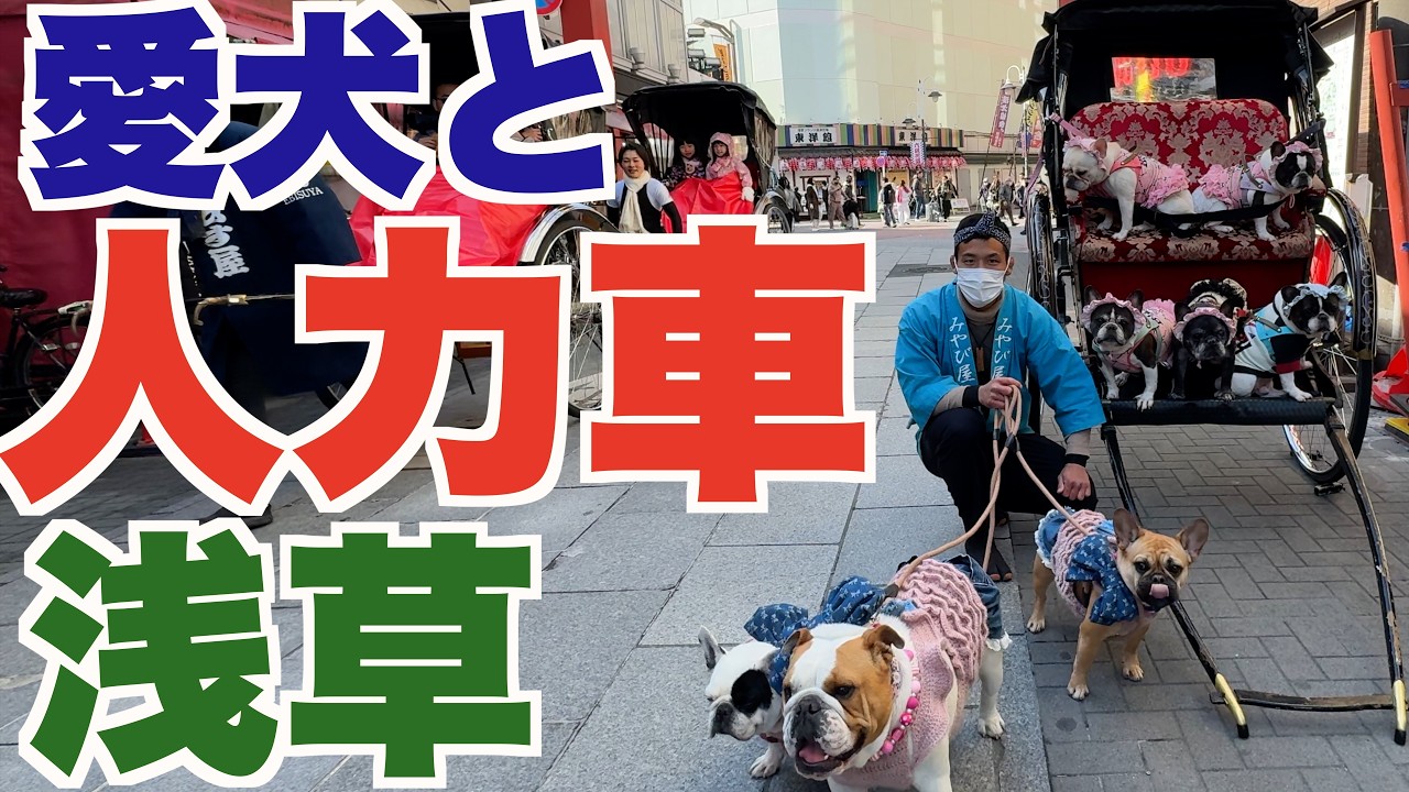 愛犬と 浅草で 人力車 【 フレンチブルドッグ french_bulldog 】 楽しい！