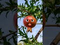PomegranateCute AI Animation for kids"#Talkingmirch #AIAnimation /Ai Animation Lab2