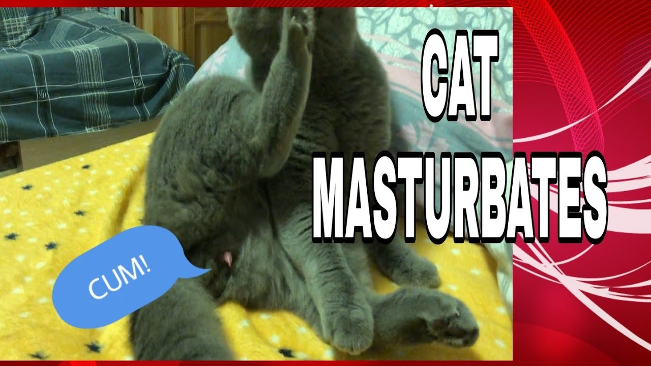 Male Cat Shows off His Manhood and Satisfied. His Reaction is so funny