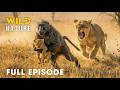 Win Or Die FULL EPISODE Deadliest Battles For Survival Animal Documentary mp3