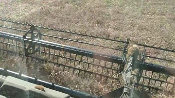 CR10.90 Macdon FD75 harvesting peas