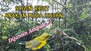 Suara Ribut Anakan Sogon Muda Hutan Dijamin Ampuh