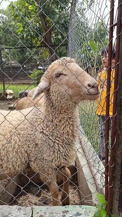DOMBA LAPAR 🐑🐑🥰 #fypyoutube #fypviral #internasional