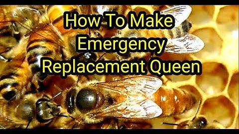 How To Make Emergency Replacement Queen