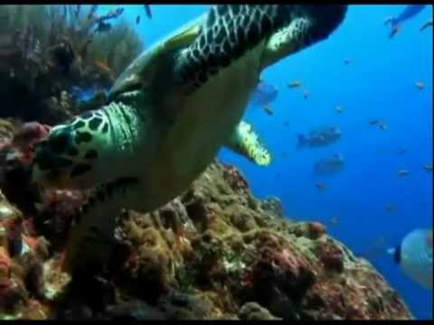 Sing to Jehovah #101) 王国の真理を知らせる(chorus)