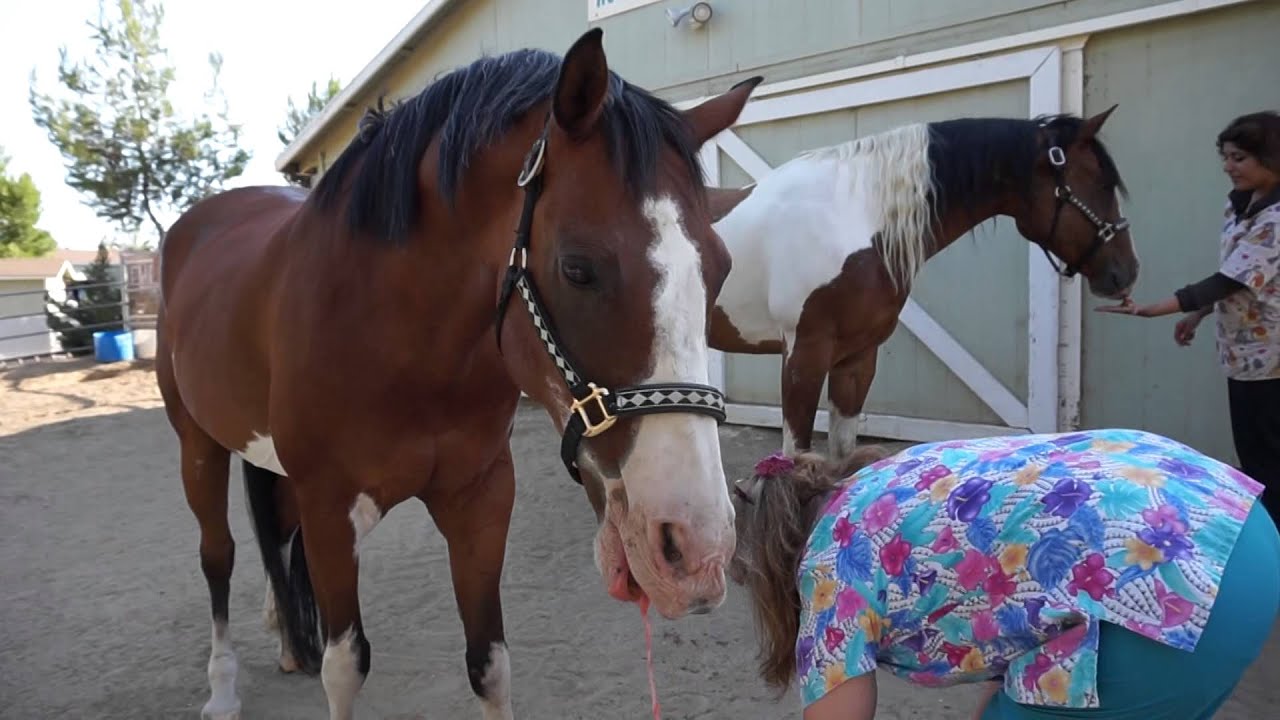 Horse Eating Watermelon YouTube