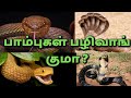     will snake take revenge   mcs tamil youtube channel