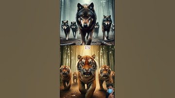 Epic Battle! Tiger vs Monkey vs Leopard vs Wolves vs Deer - Who Will Survive?