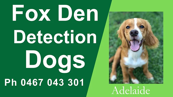 Conservation Canine - Fox Den Detection Dogs in Adelaide SA for Locating Pests Call Us 0467 043 301