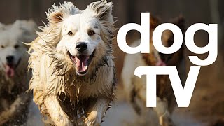 DOG TV - 20 Hours of Excitement, Entertainment and Relaxation for Dogs! by Relax Your Dog - Calming Music and TV 22,260 views 6 months ago 20 hours