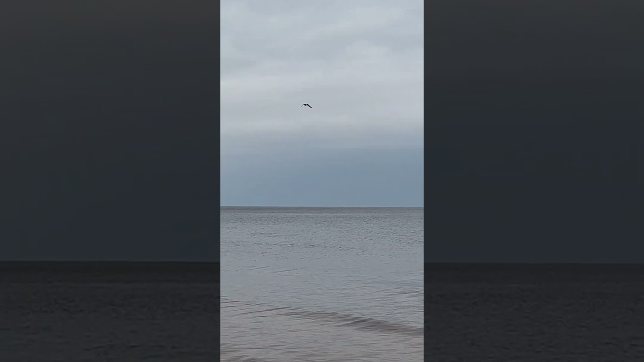 Flying bird over the sea 