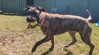 Playing Fetch With Flick!