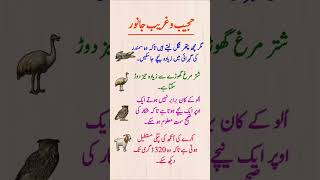 _4 Strange &amp; Amazing Animal Adaptations | Crocodile, Ostrich, Owl &amp; Goat Facts | Wildlife GK_