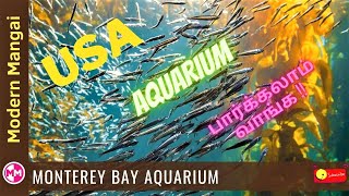 Aquarium Best View | Monterey bay Aquarium | USA | Octopus | Shark |Weekend HD Vlog Modern Mangai