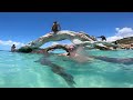 SNORKELLING IN THE GREAT BARRIER REEF