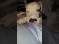 Great Dane Love Sleepyhead Heartbreaker