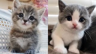 Cute is Not Enough 🐱 Cute until the end |  Cute Cats Video 2019 by Life Of Cats 883 views 4 years ago 3 minutes, 26 seconds