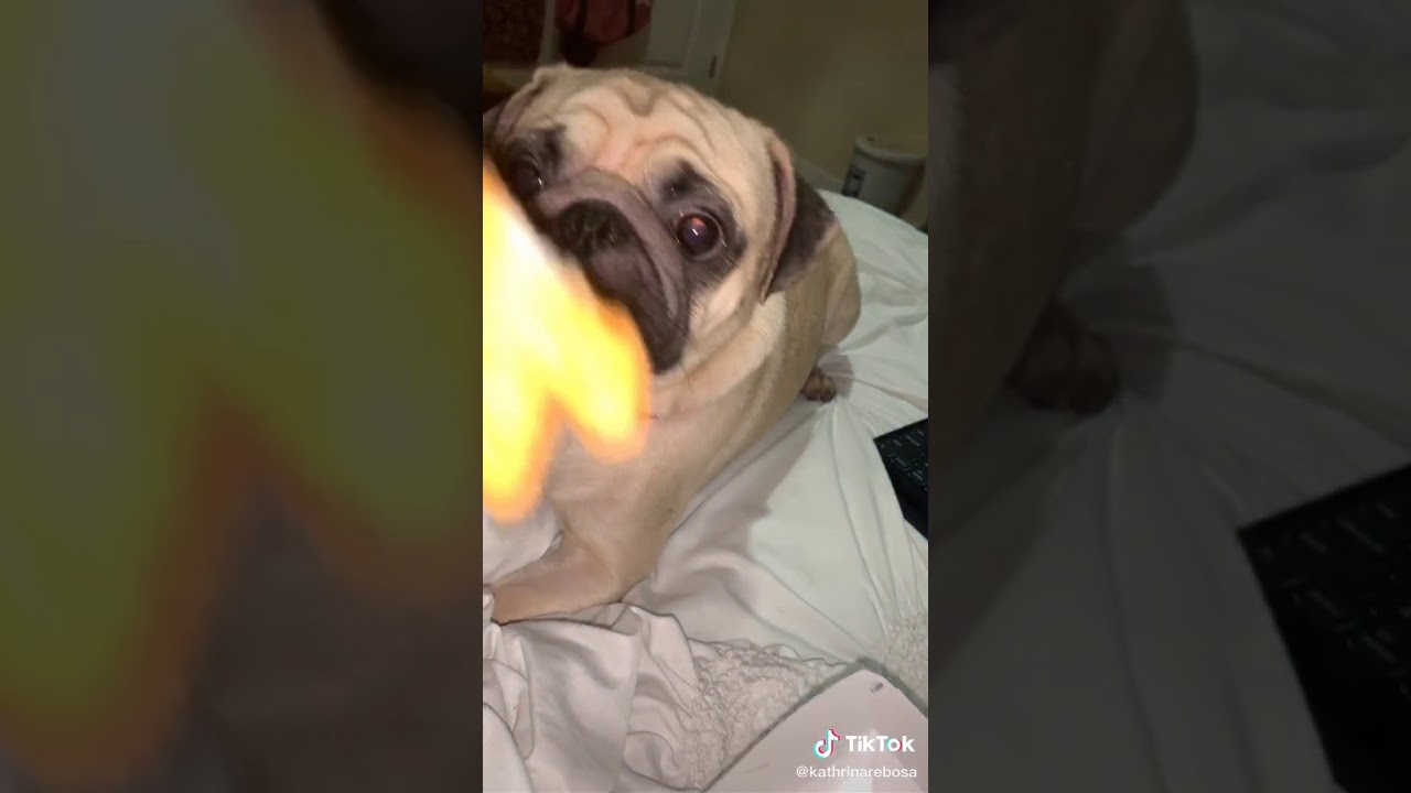 dog eats chicken nugget